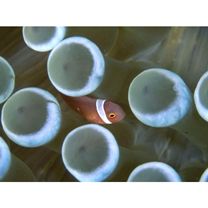 Amphiprion frenatus Brevoort, 1856