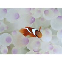 Amphiprion frenatus Brevoort, 1856