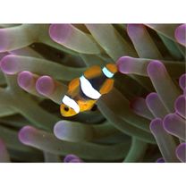 Amphiprion ocellaris Cuvier, 1830