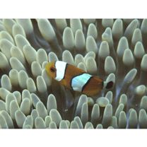 Amphiprion ocellaris Cuvier, 1830