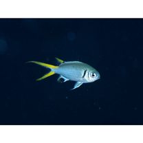 Chromis xanthura (Bleeker, 1854)