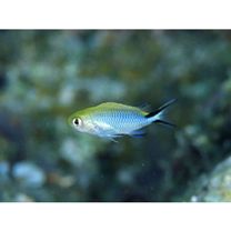 Pomachromis richardsoni (Snyder, 1909)