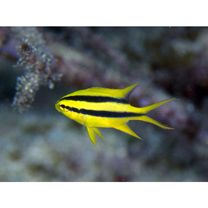 Neoglyphidodon nigroris (Cuvier, 1830)