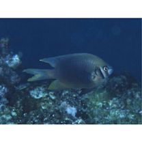 Neoglyphidodon nigroris (Cuvier, 1830)