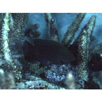 Neoglyphidodon melas (Cuvier, 1830)