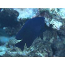 Neoglyphidodon melas (Cuvier, 1830)