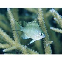 Amblyglyphidodon curacao (Bloch, 1787)