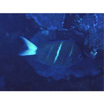 Abudefduf notatus (Day, 1870)