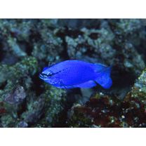 Chrysiptera cyanea (Quoy et Gaimard, 1825)