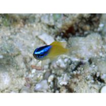 Chrysiptera rex (Snyder, 1909)