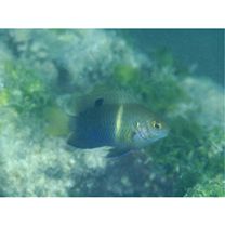 Chrysiptera biocellata (Quoy et Gaimard, 1825)