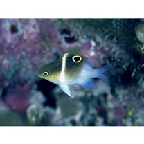 Dischistodus melanotus (Bleeker, 1858)