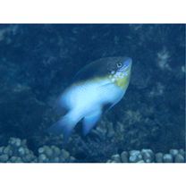 Dischistodus melanotus (Bleeker, 1858)