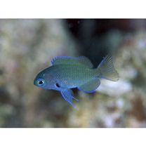 Pomacentrus nigromarginatus Allen, 1973