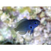 Pomacentrus nigromarginatus Allen, 1973