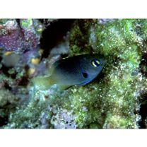 Stegastes fasciolatus (Ogilby, 1889)