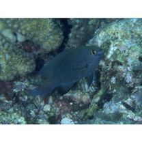 Stegastes insularis Allen et Emery, 1985