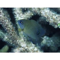 Stegastes nigricans (Lacepede, 1802)