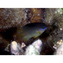 Stegastes nigricans (Lacepede, 1802)