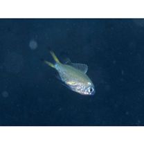 Chromis weberi Fowler et Bean, 1928