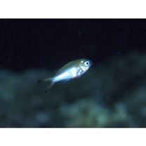 Chromis weberi Fowler et Bean, 1928