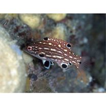 Bodianus dictynna Gomon, 2006