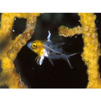 Bodianus anthioides (Bennett, 1832)