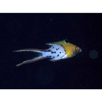 Bodianus anthioides (Bennett, 1832)