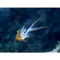 Bodianus anthioides (Bennett, 1832)