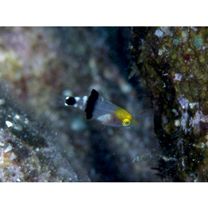 Bodianus loxozonus (Snyder, 1908)