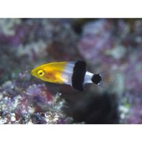 Bodianus loxozonus (Snyder, 1908)