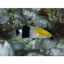 Bodianus loxozonus (Snyder, 1908)