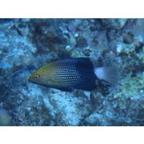 Bodianus loxozonus (Snyder, 1908)