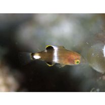 Bodianus perditio (Quoy et Gaimard, 1834)