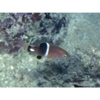 Bodianus perditio (Quoy et Gaimard, 1834)