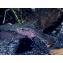 Lefua echigonia Jordan et Richardson, 1907