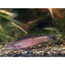 Lefua echigonia Jordan et Richardson, 1907