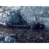 Periophthalmus modestus Cantor, 1842