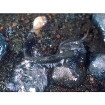 Periophthalmus modestus Cantor, 1842