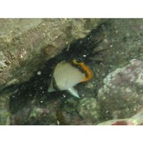 Chaetodon vagabundus Linnaeus, 1758