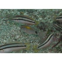 Parupeneus indicus (Shaw, 1803)