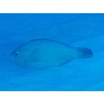 Scarus globiceps Valenciennes, 1840