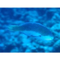 Scarus globiceps Valenciennes, 1840