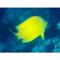 Epibulus insidiator (Pallas, 1770)