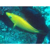 Epibulus insidiator (Pallas, 1770)