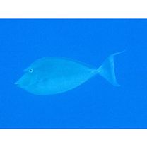 Naso unicornis (Forsskal, 1775)