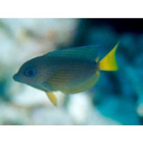 Ctenochaetus binotatus Randall, 1955