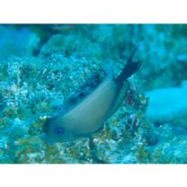 Ctenochaetus binotatus Randall, 1955