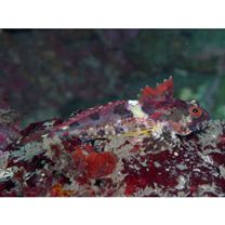 Furcina osimae Jordan et Starks, 1904