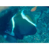 Heniochus varius (Cuvier, 1829)